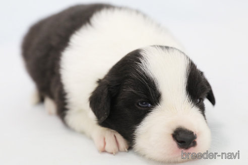 成約済の神奈川県のボーダーコリー-310793の7枚目